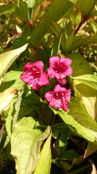 Weigela florida 'Goldrush'
