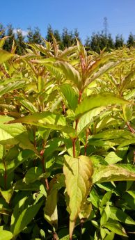 Weigela florida 'Goldrush'