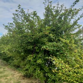 Prunus 'Kojou-no-mai'
