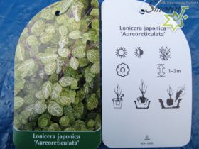 Lonicera japonica 'Aureoreticulata'