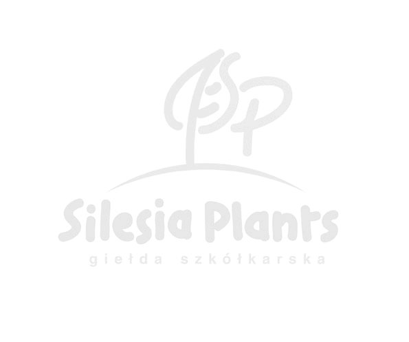 Cotoneaster ×suecicus 'Skogholm'