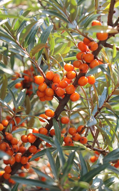Hippophae rhamnoides Eva