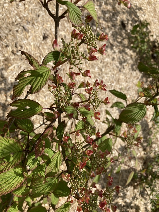 Viburnum plicatum Pinkimono® 